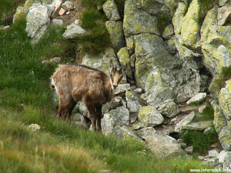 spgm/gal/2010_Tatry/PICT5365.JPG