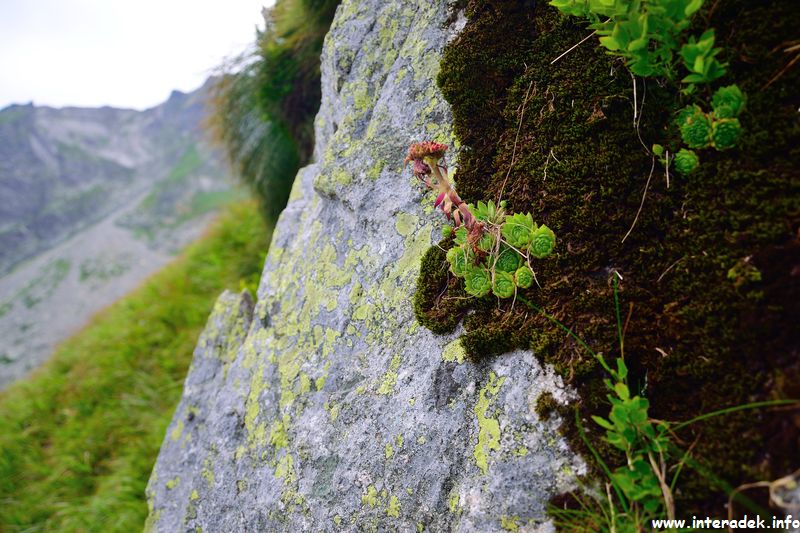 spgm/gal/2016_Tatry/DSC_0492.JPG